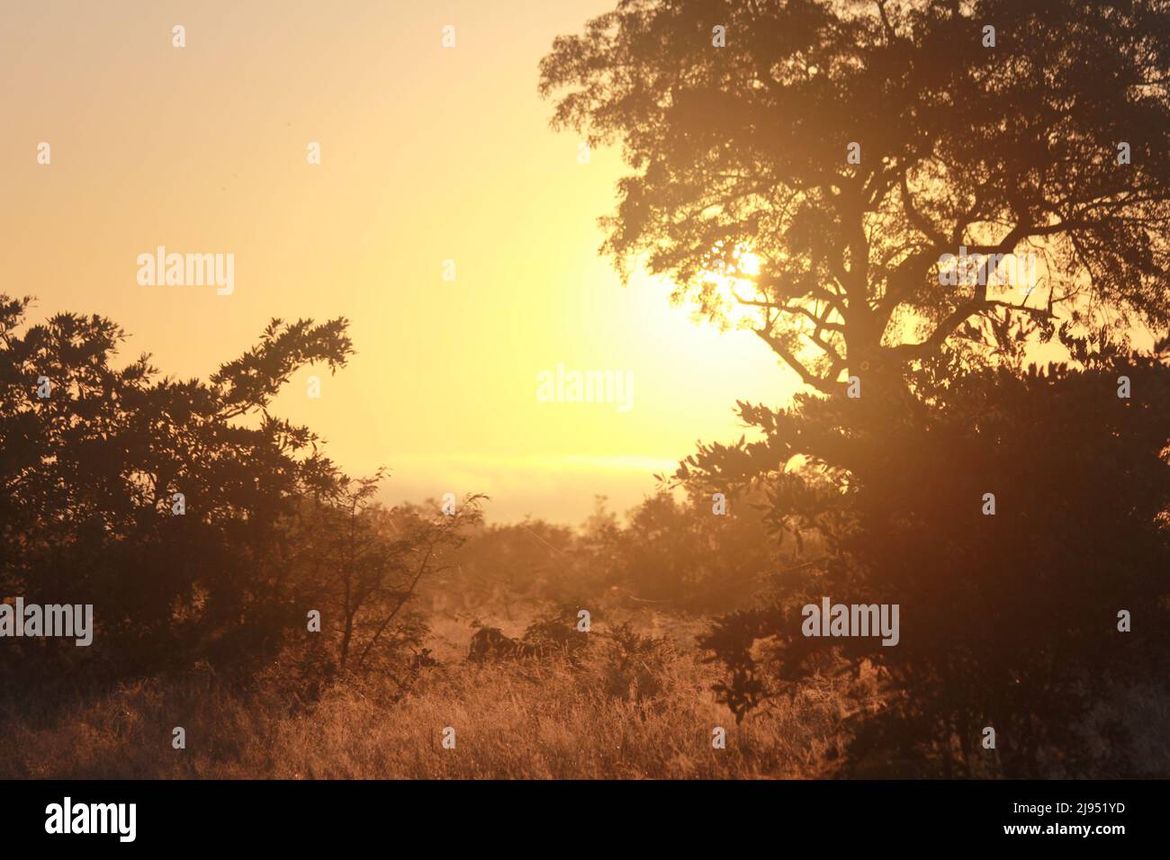 A beautiful sunrise in the South African lowveld. Stock Photo
