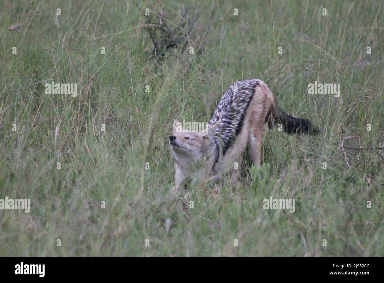 A lonely jackal in the open fields of the savanna, getting ready for the day. Stock Photo