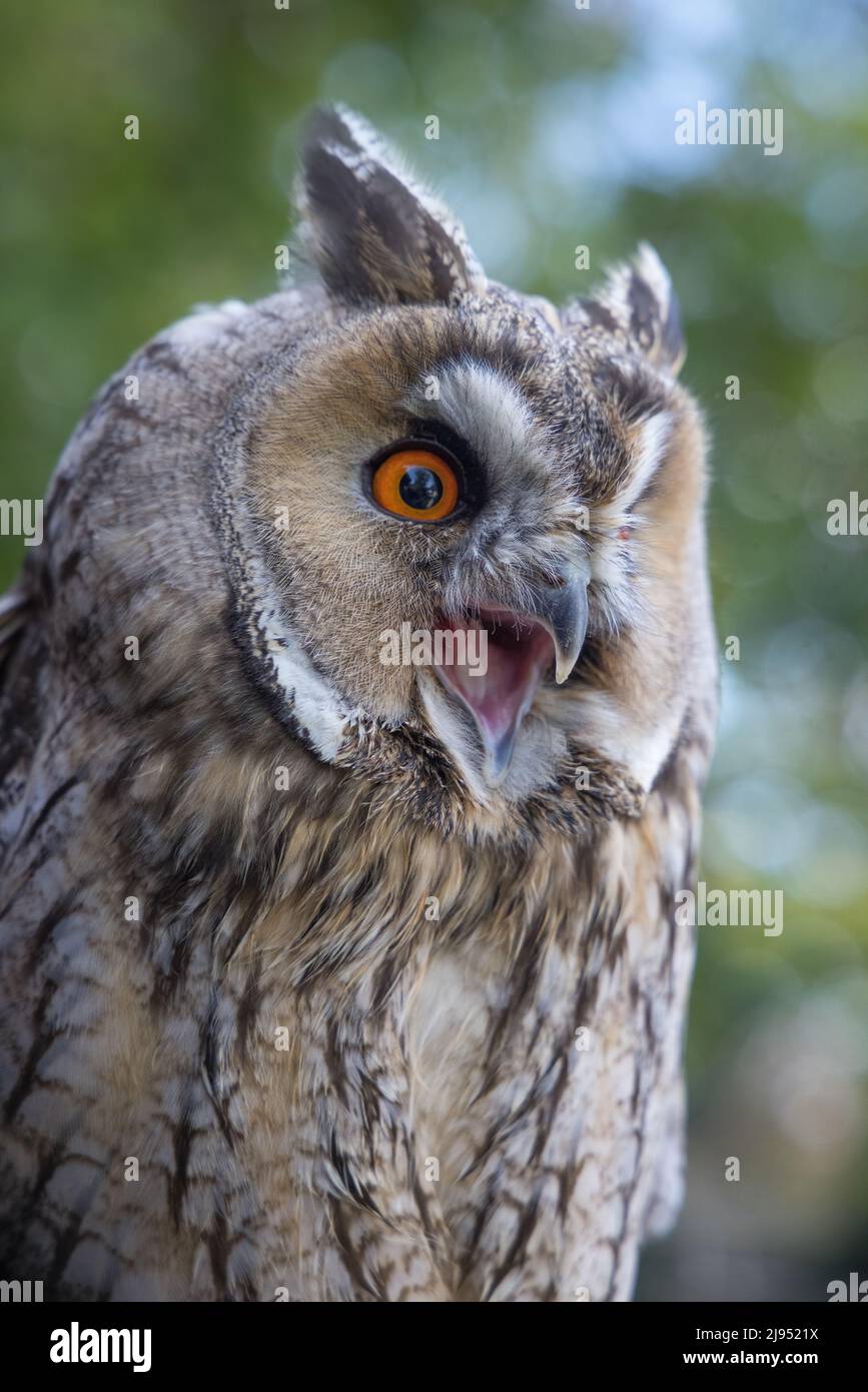 A Long Eared Owl, Pitcombe Rock Falconry, Somerset, England, UK Stock Photo