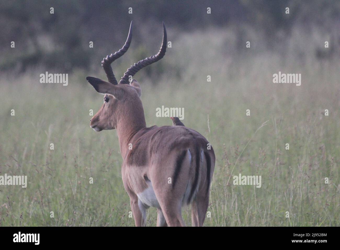 A male impala staring into the bush with a friendly oxpecker on its back. Stock Photo