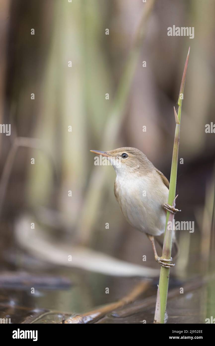 Reed warbler, Acrocephalus scirpaceus, adult perched on reed, Hortobagy, Hungary, April Stock Photo