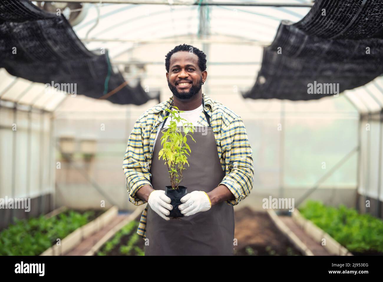 Portrait of Smiling African man farmer holding a crate of fresh plant ...