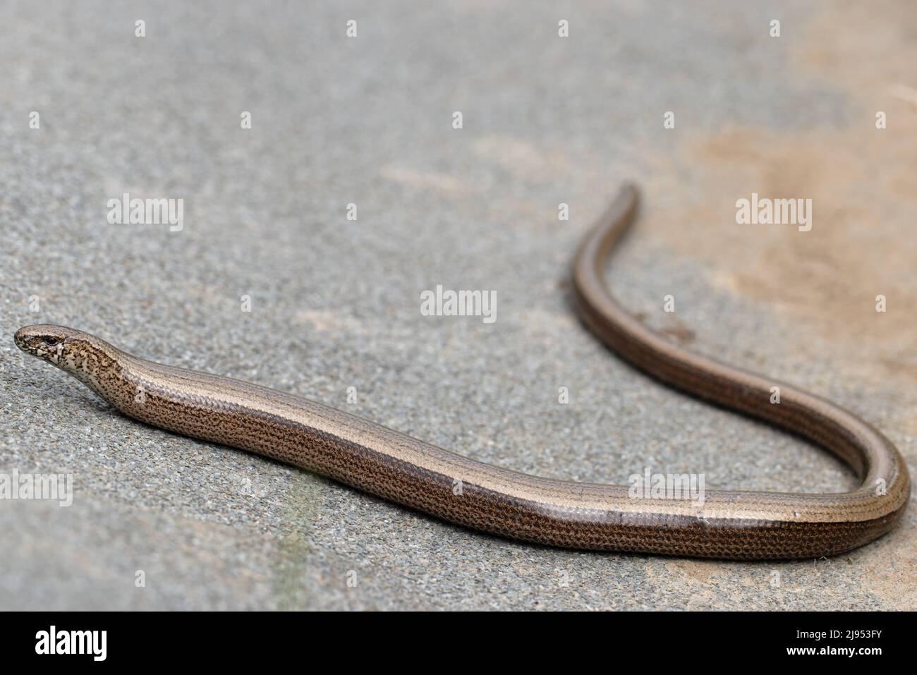 Juvenile slow worms hires stock photography and images Alamy
