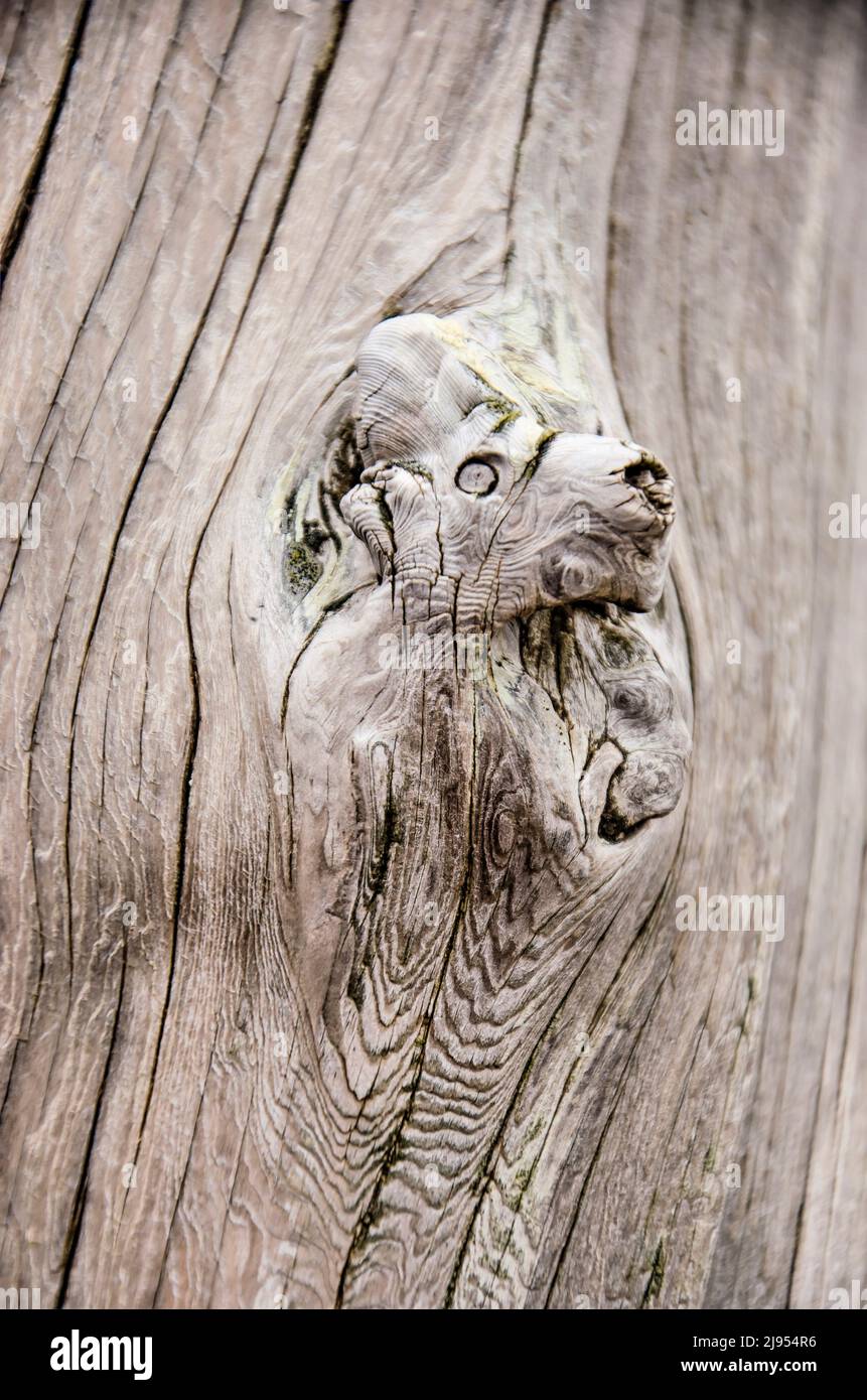rough piece of wood with a protrusion with a resemblance to the head of a horse or other animal Stock Photo