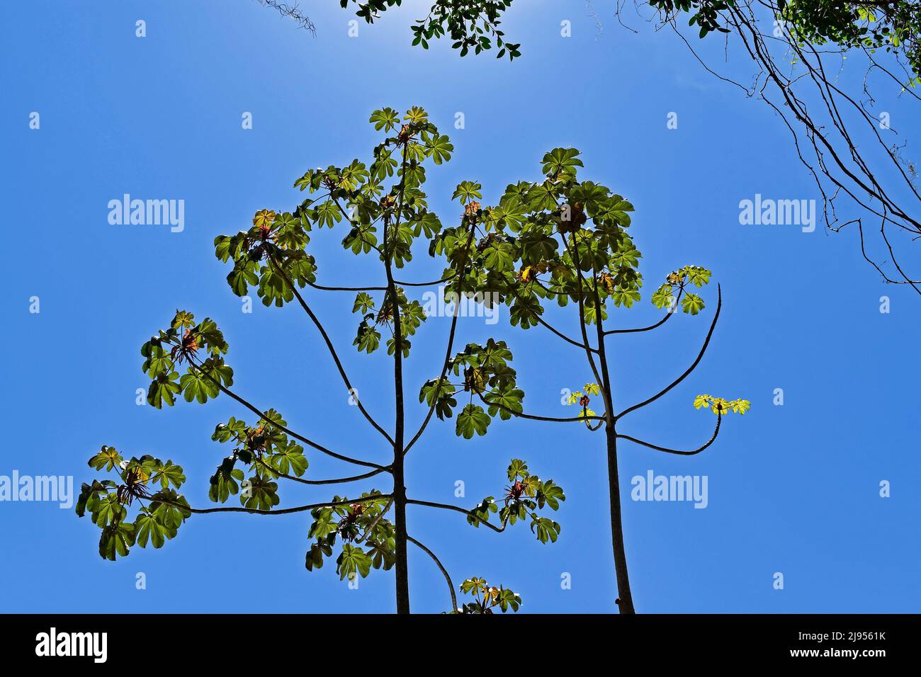 Snakewood tree (Cecropia peltata) and blue sky, Rio de Janeiro Stock Photo