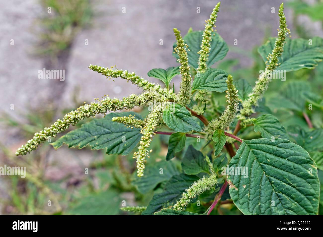 Green amaranth flowers detail (Amaranthus hybridus), edible weed Stock Photo