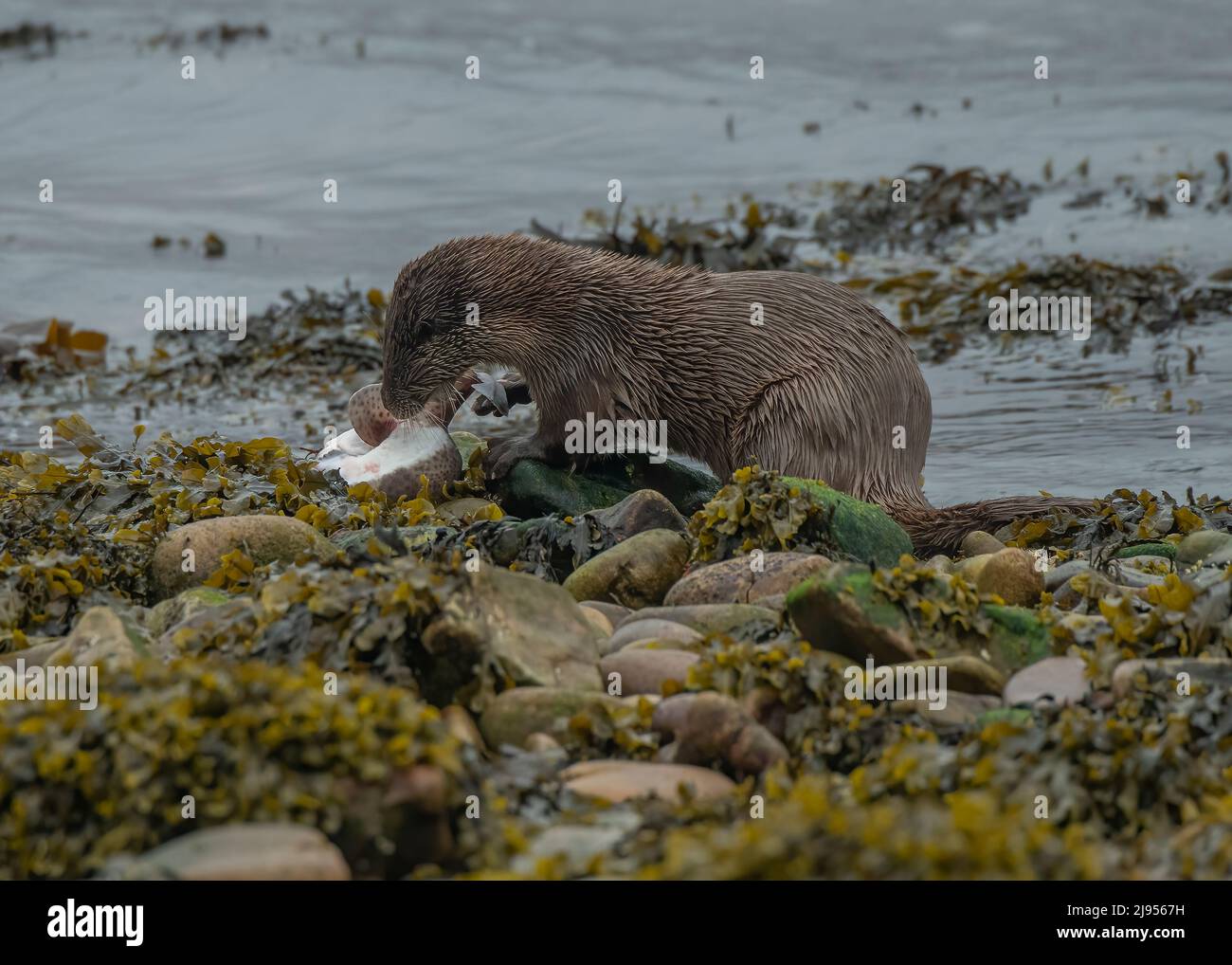Scottish coastal otter (Lutra lutra) feeding on Catshark small-spotted (Scyliorhinus canicula), Islay Sound, Islay, Inner Hebrides, Scotland Stock Photo