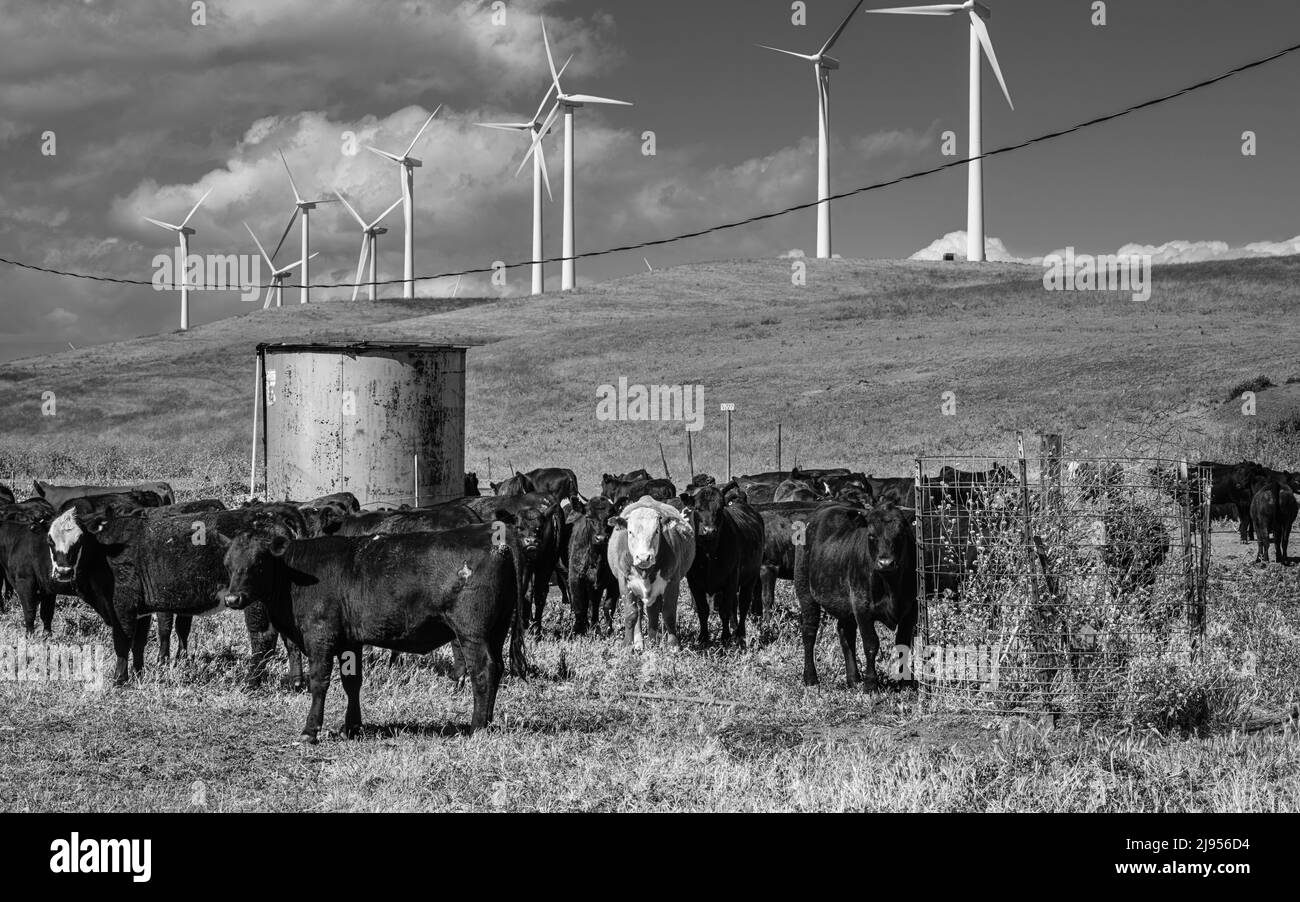 A herd of cows keeping pasture management in order on wind Farm Stock Photo