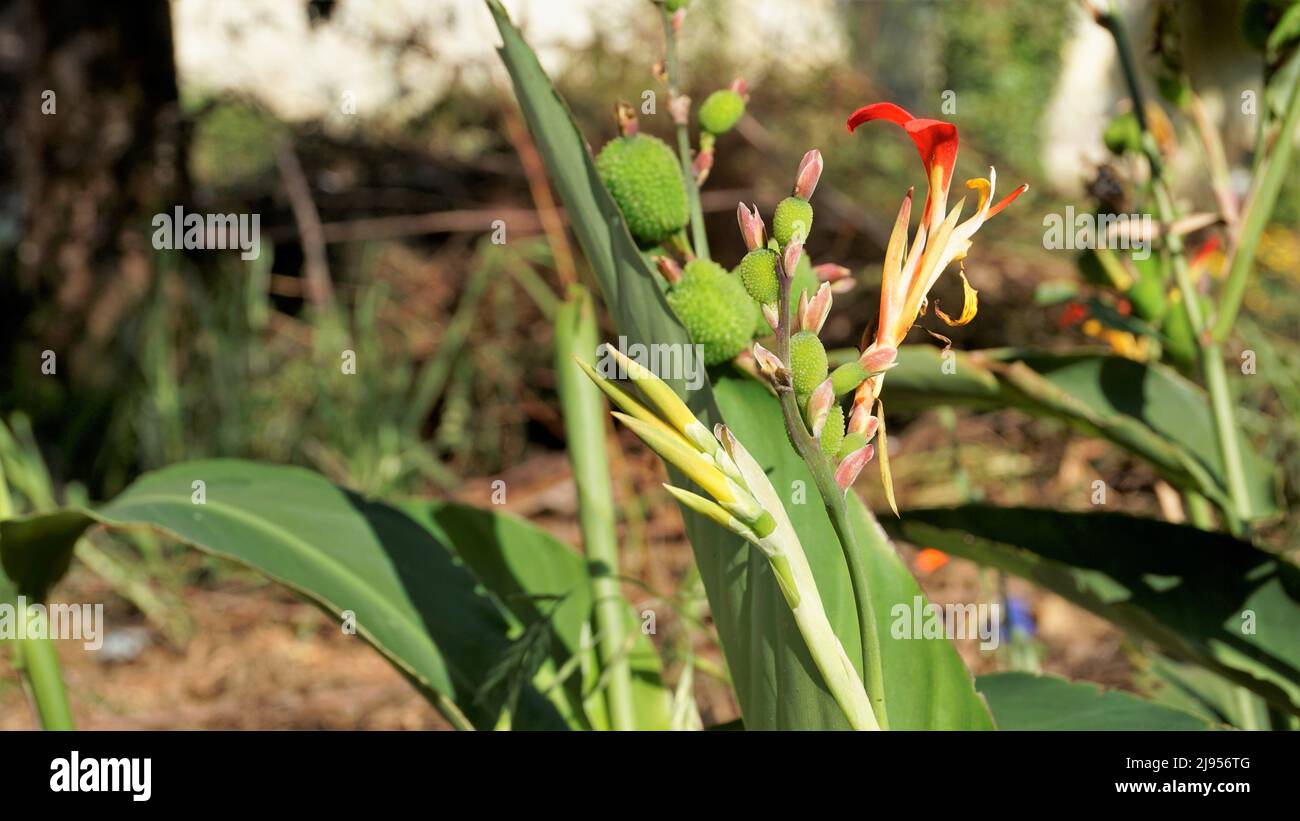 Beautiful small flowers of Canna generalis also known as Canna lily or Common garden canna in natural garden background. Stock Photo