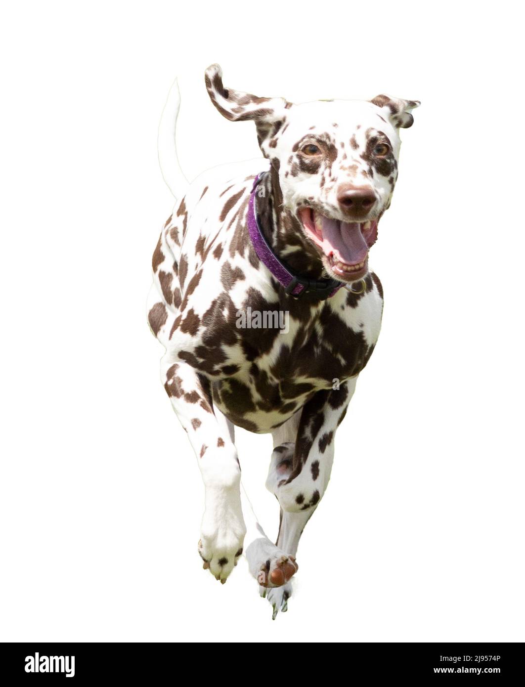Dalmatian running against a white background Stock Photo - Alamy