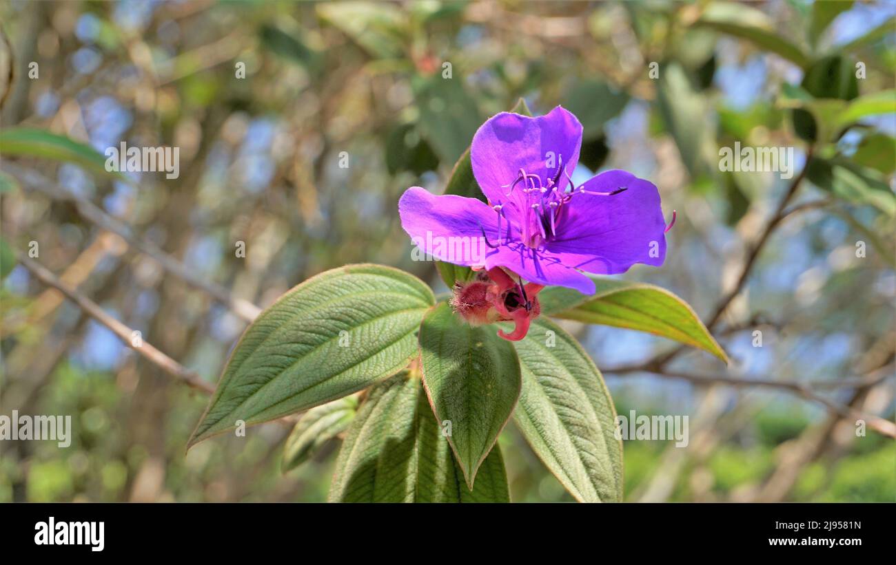 Closeup of Beautiful flowers of Tibouchina urvilleana also known as princess flower, purple glorytree. Spotted in ooty botanical garden Stock Photo