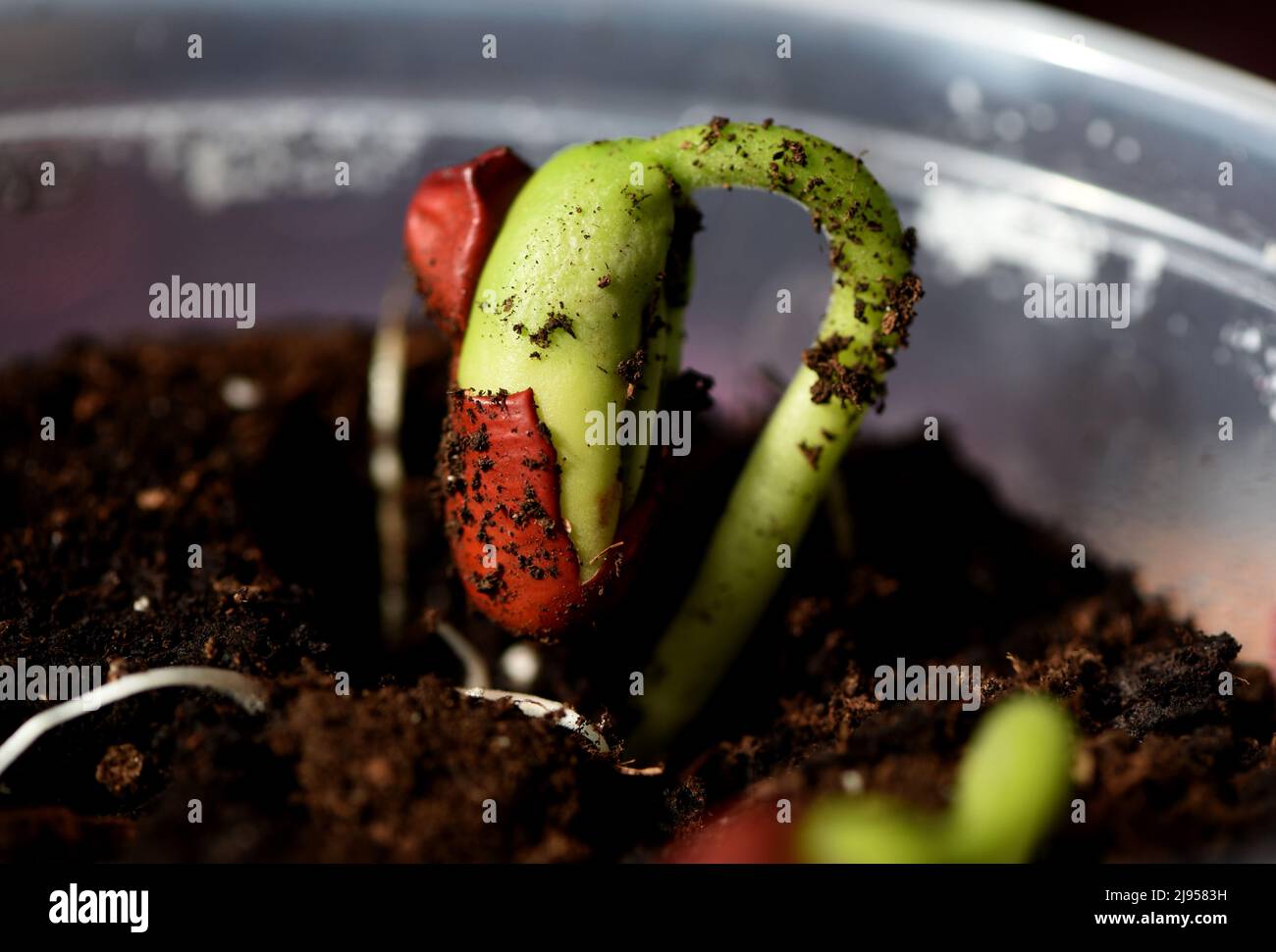 A bean sprout seedling grows in a small pot of dirt Stock Photo
