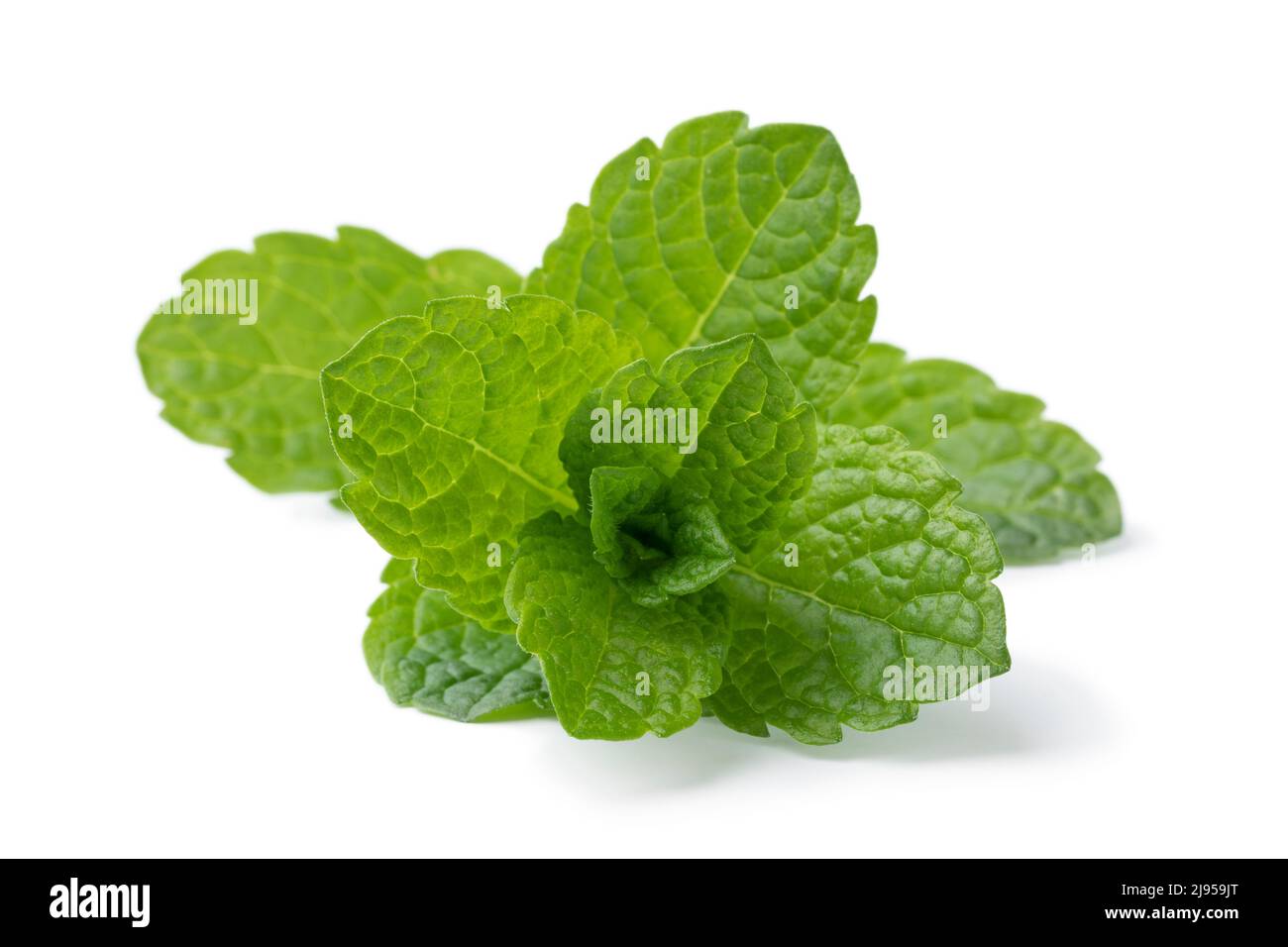 Fresh green Moroccan mint leaves close up isolated on white background Stock Photo
