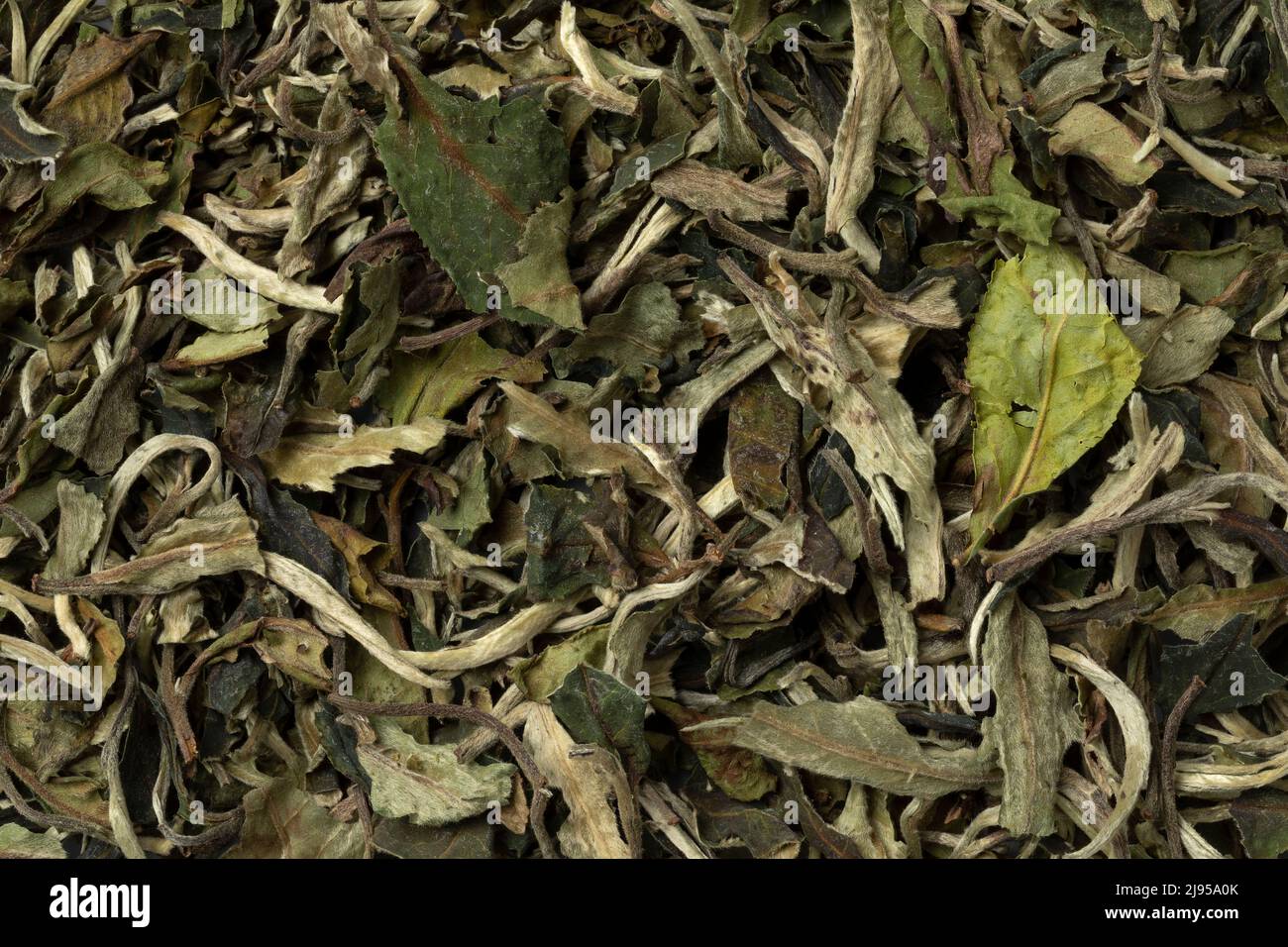 Chinese Bai Mudan, Pai Mu Tan dried tea leaves close up full frame as background Stock Photo