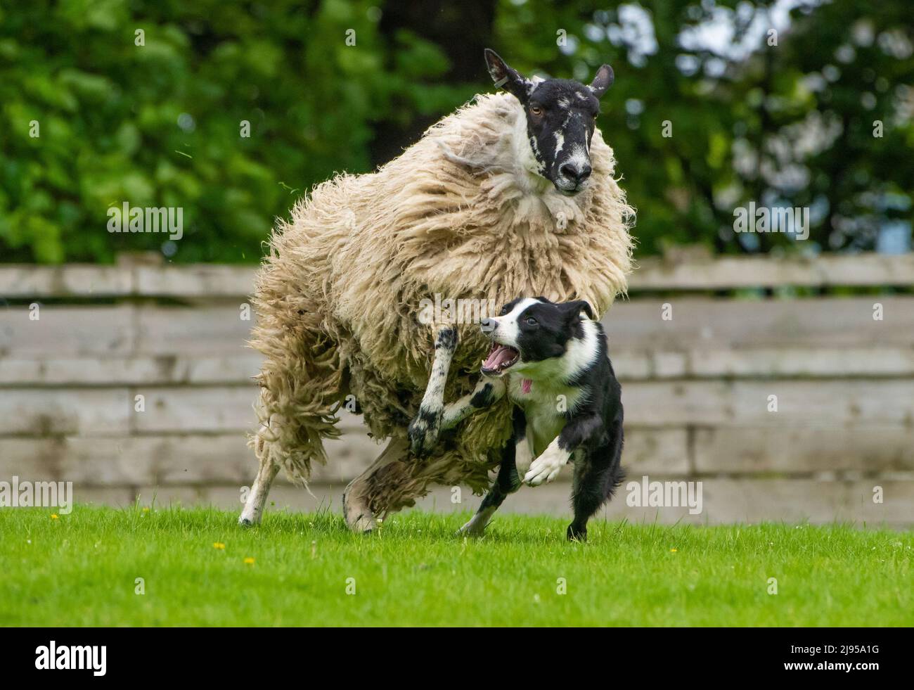 Skipton, North Yorkshire, UK. 20th May, 2022. An overenthusiastic sheepdog at the Spring Sale of Sheepdogs held at Skipton, North Yorkshire, UK. No harm came to sheep or dog. Credit: John Eveson/Alamy Live News Stock Photo