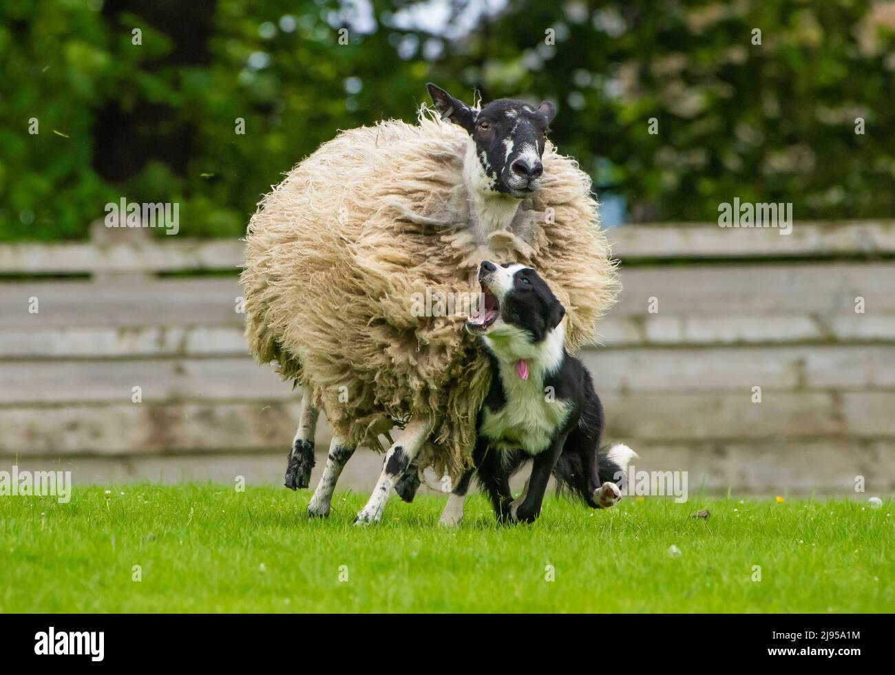 Skipton, North Yorkshire, UK. 20th May, 2022. An overenthusiastic sheepdog at the Spring Sale of Sheepdogs held at Skipton, North Yorkshire, UK. No harm came to sheep or dog. Credit: John Eveson/Alamy Live News Stock Photo