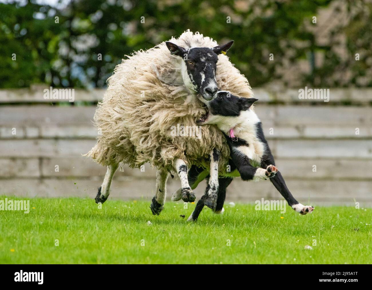 Skipton sheepdog sale hires stock photography and images Alamy