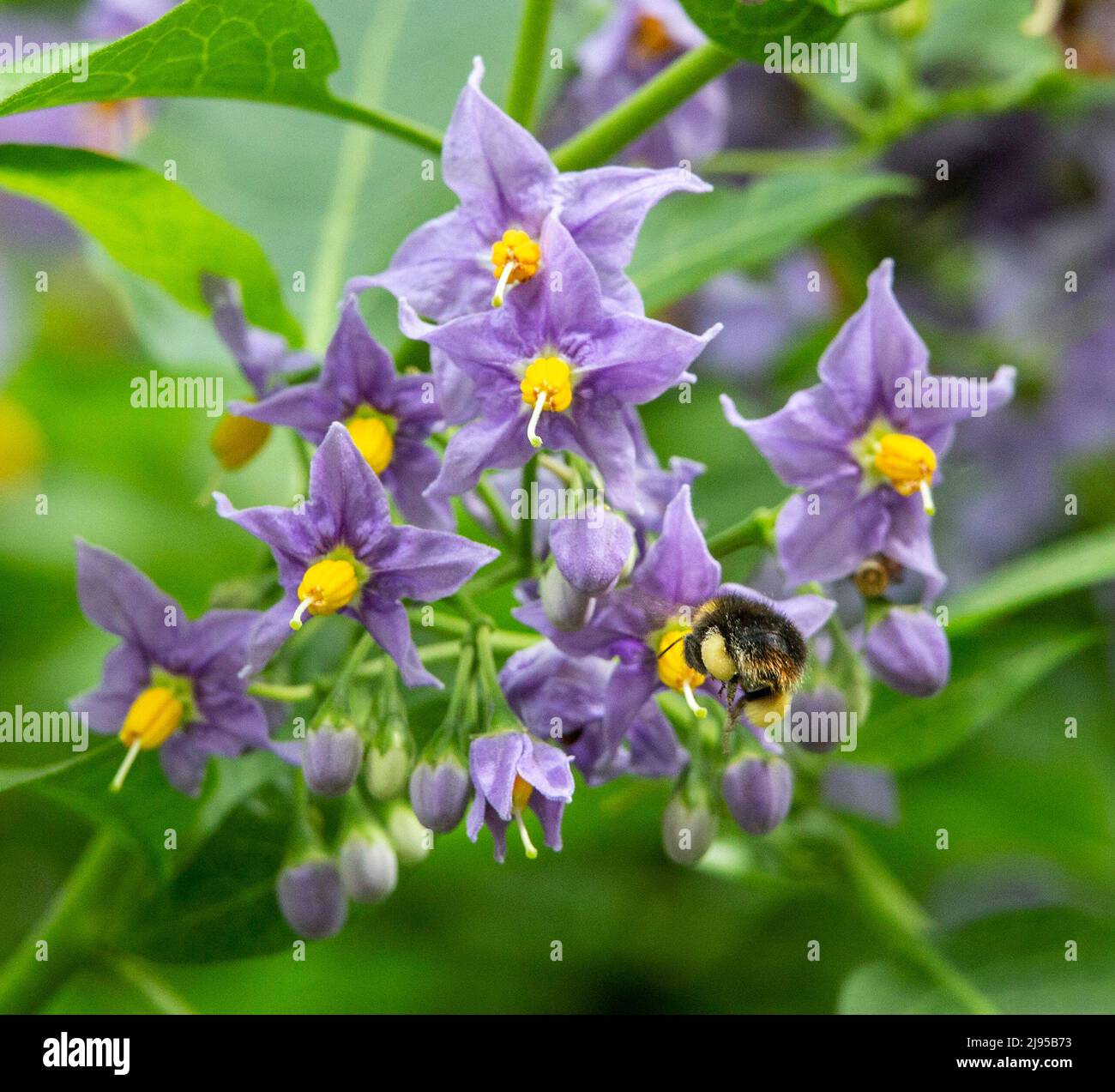 Devon, UK. 20th May, 2022. A bee carrying pollen in it's corbiculae (pollen baskets) on a solanum bush in Devon during World Bee Day Stock Photo