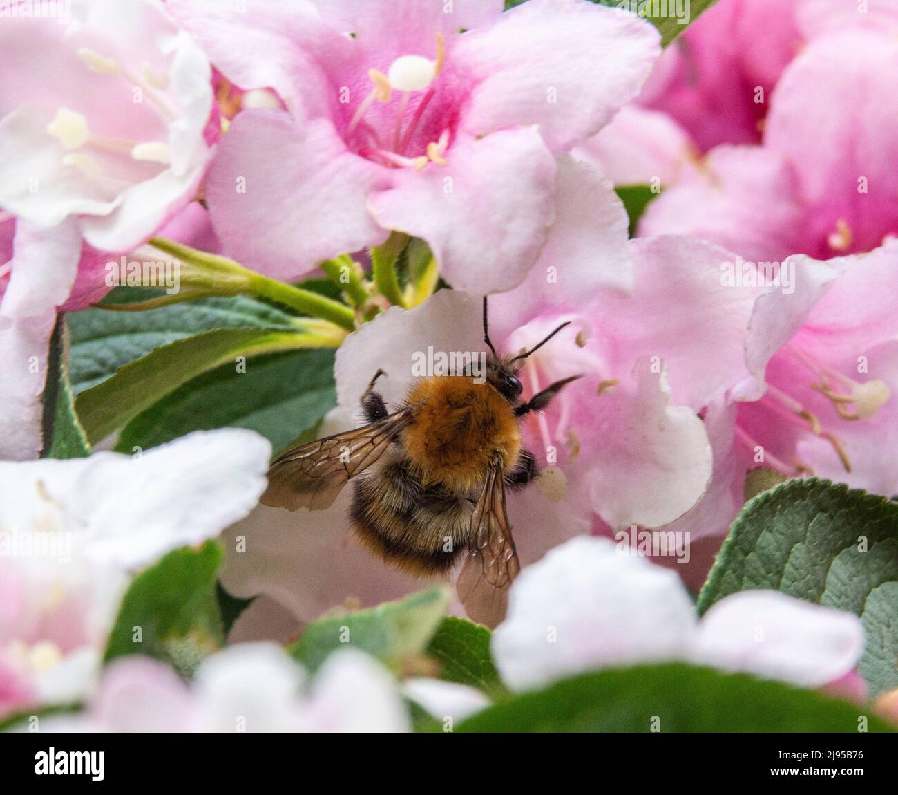 Devon, UK. 20th May, 2022. A bee collecting pollen from a weigela bush in Devon during World Bee Day. Credit: Photo Central/Alamy Live News Stock Photo
