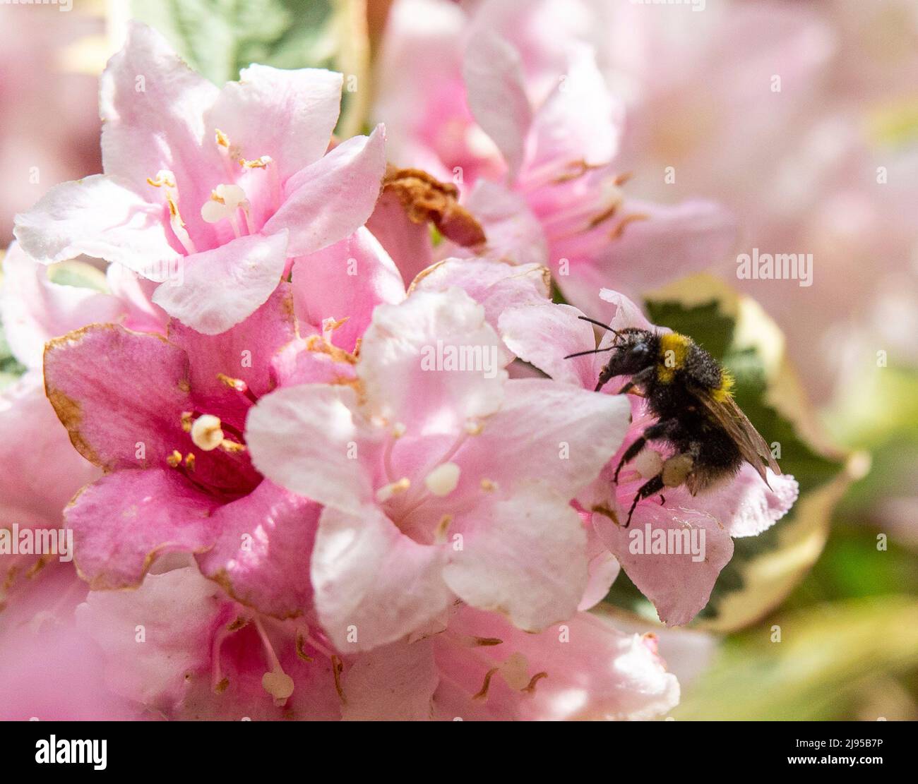 Devon, UK. 20th May, 2022. A bee collecting pollen from a weigela bush in Devon during World Bee Day. Credit: Photo Central/Alamy Live News Stock Photo