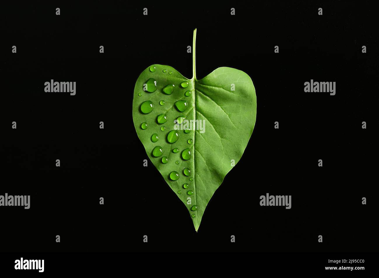 Abstract Green Leaf and Dew drops close up Stock Photo - Alamy
