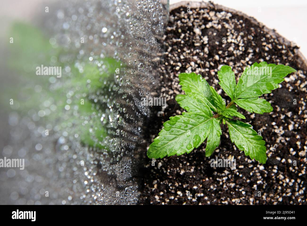 Cannabis seedling in a grow box, macro view. Small marijuana plant in a ...