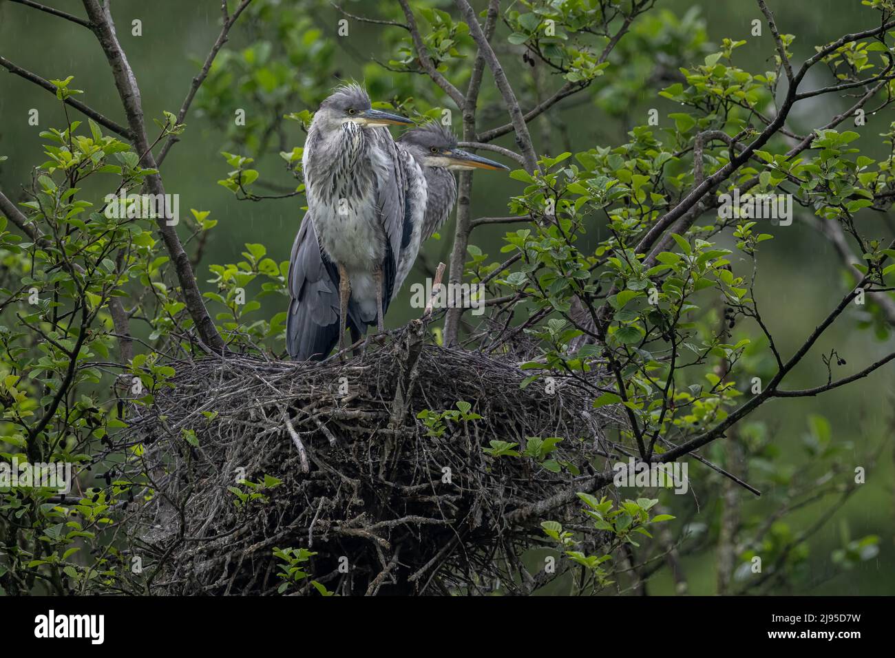 Two Grey Heron chicks (Ardea cinerea) survey the sky from their nest, on the lookout for a parent bearing food. Stock Photo