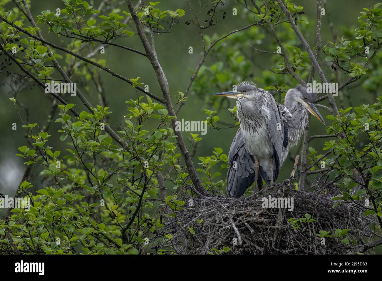 Two Grey Heron chicks (Ardea cinerea) survey the sky from their nest, on the lookout for a parent bearing food. Stock Photo