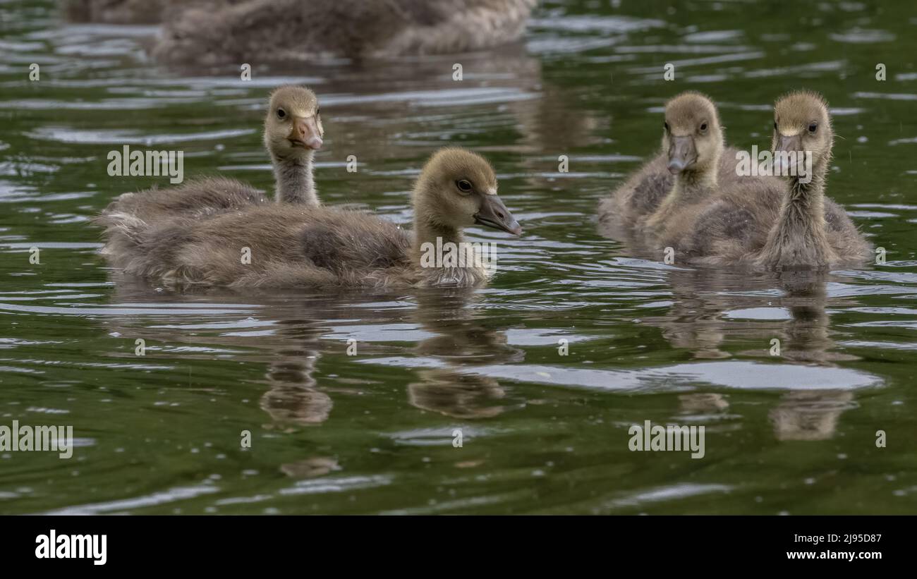 Four fluffy greylag goose (Anser anser) goslings on a lake in Kent, England Stock Photo