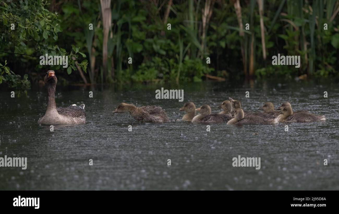 A greylag goose (Anser anser) leads a squabbling group of goslings through heavy rain on a lake in Kent Stock Photo