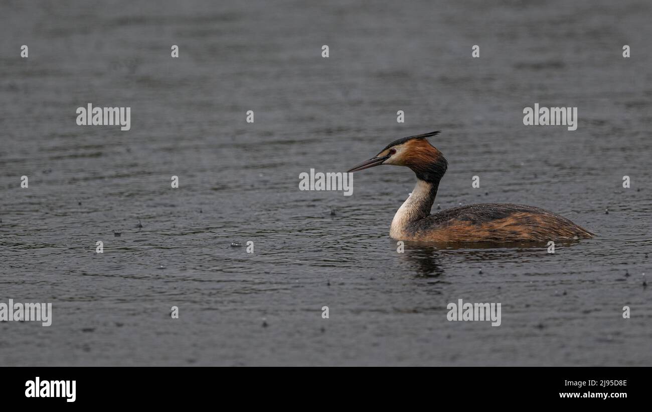 A Great Crested Grebe (Podiceps cristatus) on a dark, rainy lake in Kent, England Stock Photo