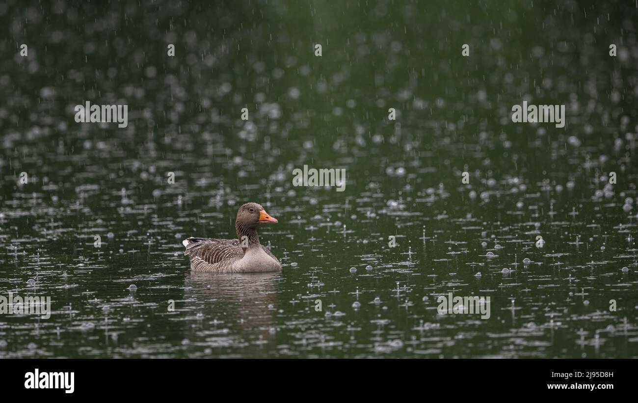 A greylag goose (Anser anser) bears a heavy downpour on a dark green pond in Kent, England Stock Photo