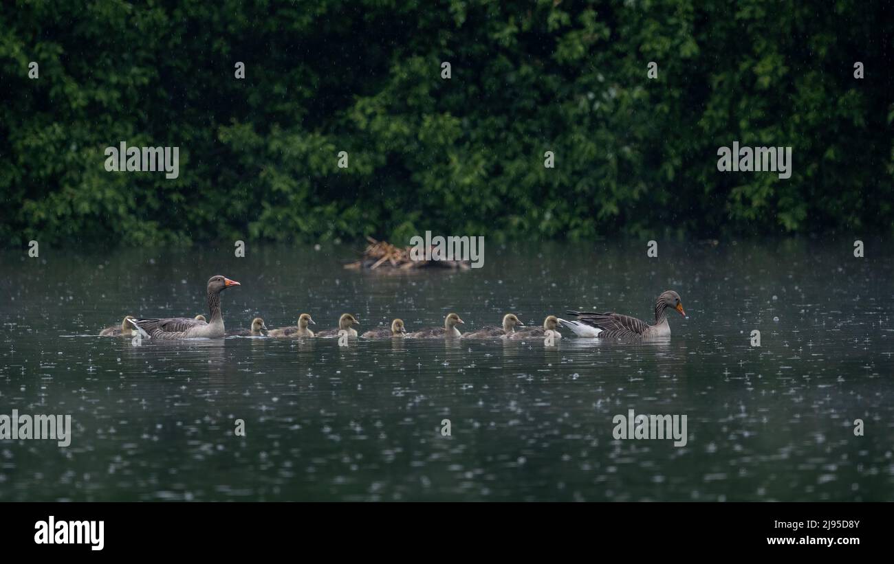 A greylag goose family (Anser anser) paddle their way through heavy rain on a dark pond in Kent, England Stock Photo