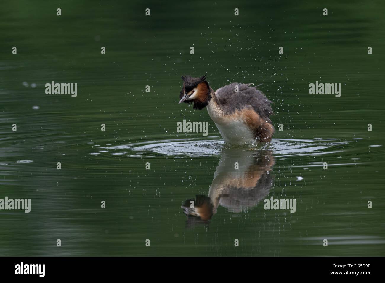 A Great Crested Grebe (Podiceps cristatus), in its colourful breeding plumage, shakes itself dry on a dark green pond in Kent, England Stock Photo