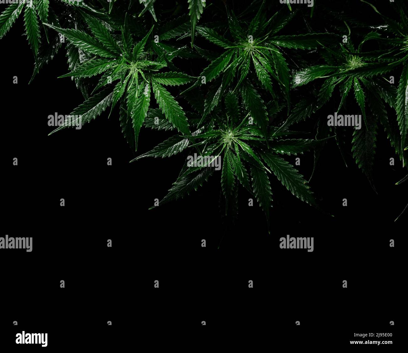 Cannabis CBD bush on black background. Layout of fresh wet marijuana