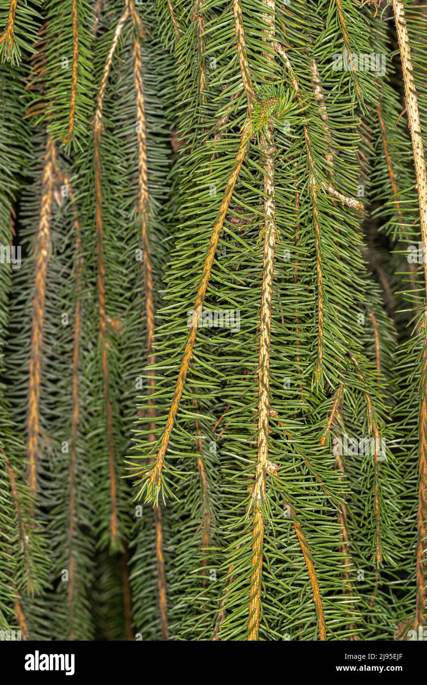 Leaves of Cobra Weeping Norway Spruce (Picea abies) Stock Photo