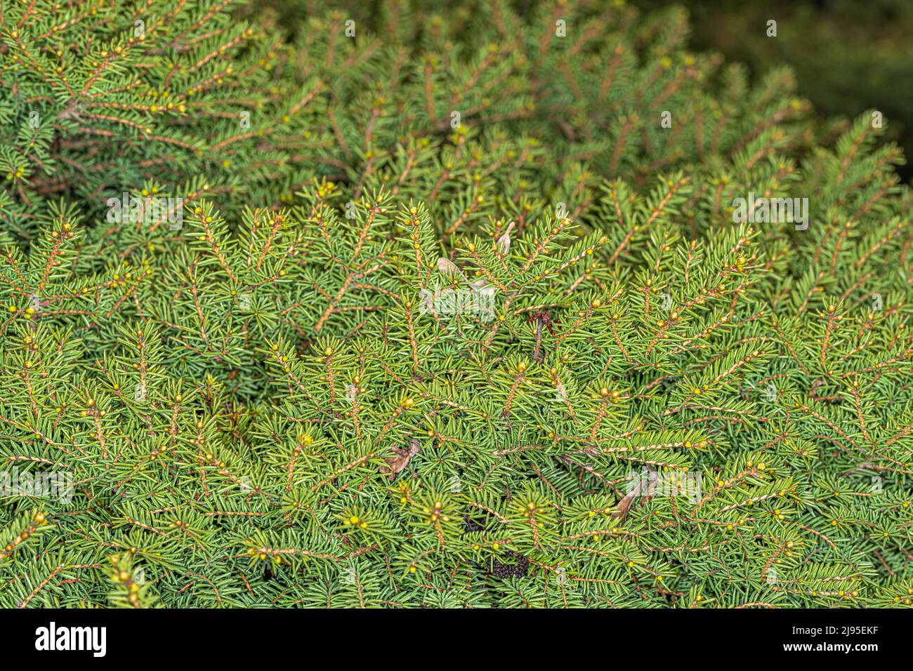 Leaves of Dwarf Norway Spruce 'Little Gem' (Picea abies) Stock Photo