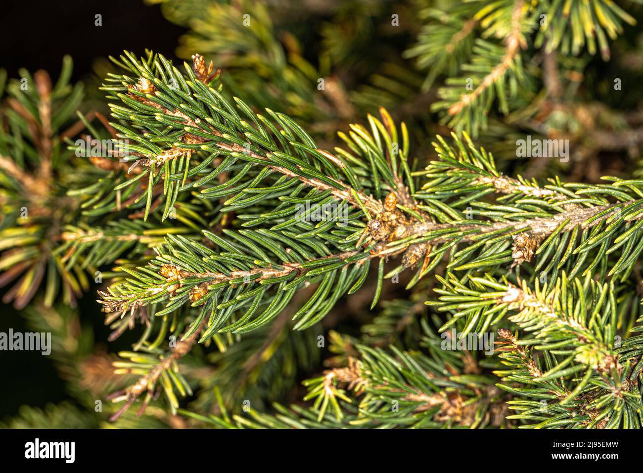 Leaves of Norway Spruce 'Hillside Upright' (Picea abies) Stock Photo