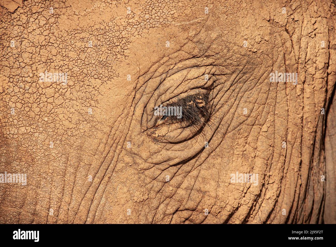 portrait of an African elephant eye with creases and eyelashes Stock