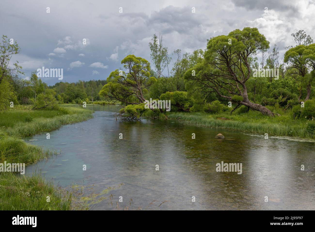 July rain on the Izvarka river. Leningrad region, Russia Stock Photo