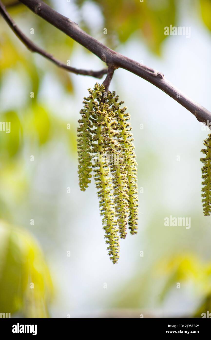 Walnut flowers, walnut blossom. Elongated flowers Stock Photo Alamy