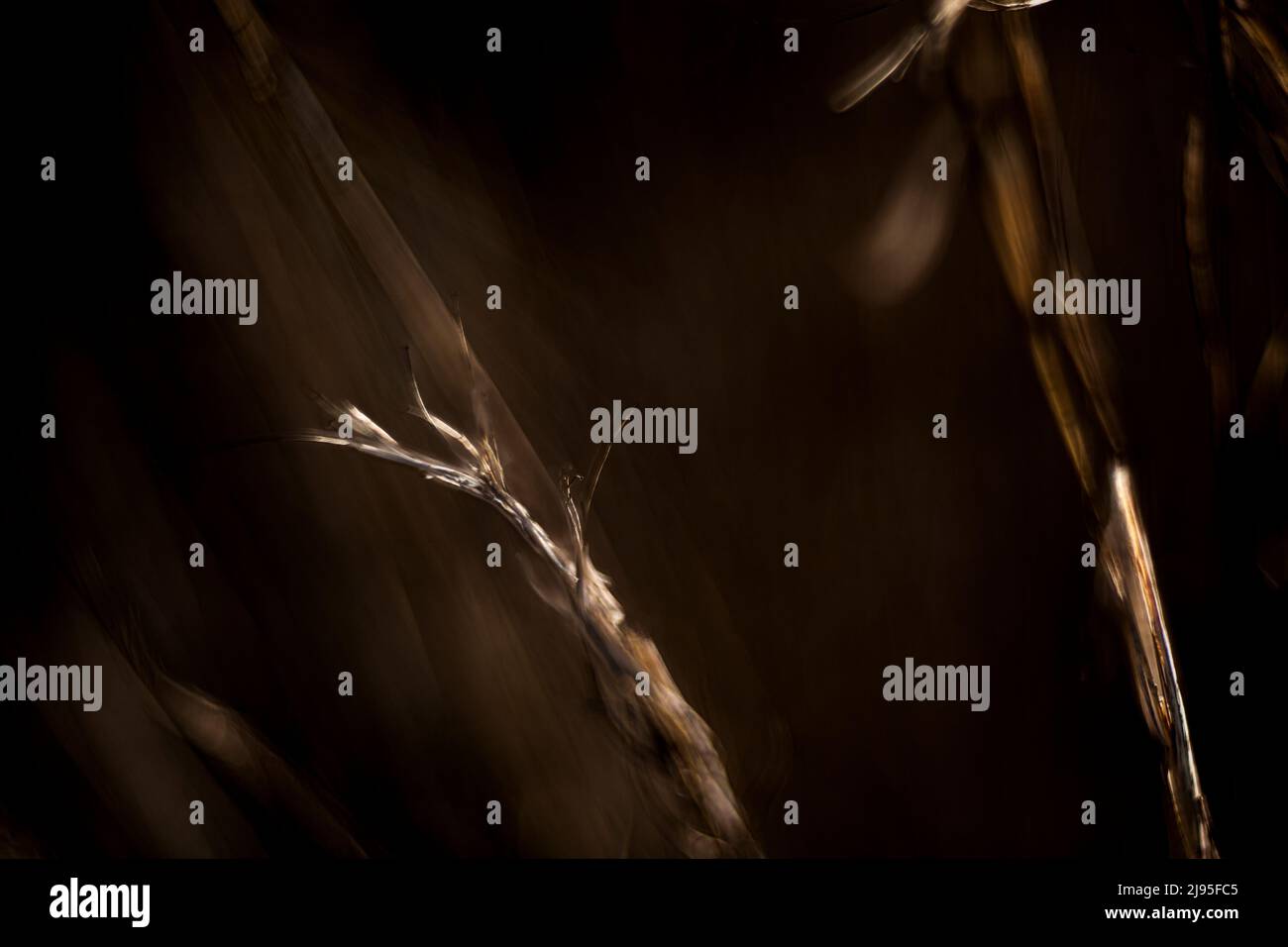 Golden colored grass branches with a dark brown blurred background Stock Photo