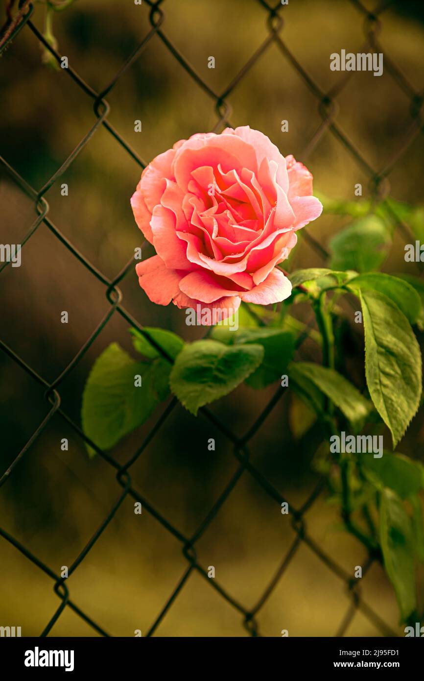 rosebush with a large pink flower with a metal hedge behind Stock Photo