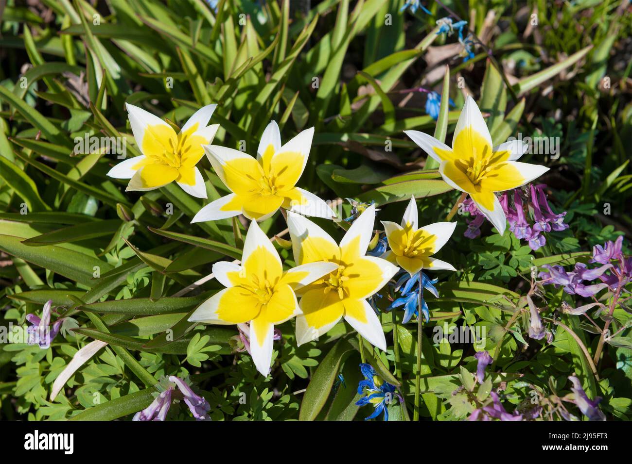Tulipa tarda flowers on a flowerbed on a sunny spring day Stock Photo