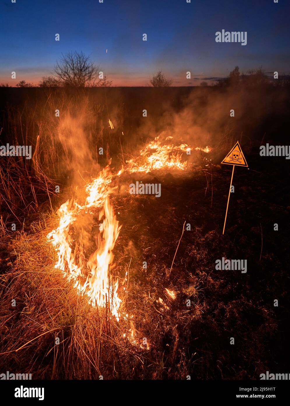 Burning dry grass and poison toxic sign at night. Yellow triangle with skull and crossbones sign warning about poisonous substances and danger in field with fire. Hazard, natural disaster concept. Stock Photo