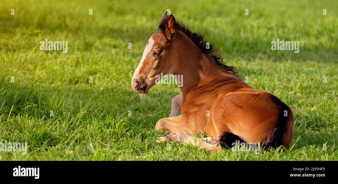 The foal is lying in the green grass. Pasture on a sunny summer day. Outdoor in summer. A thoroughbred sports horse Stock Photo