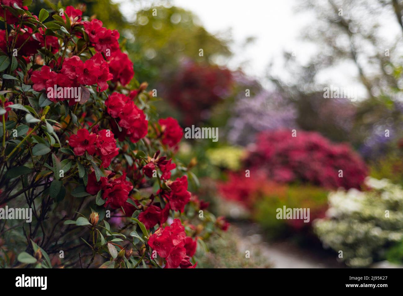 Garden with blooming trees during spring time Stock Photo