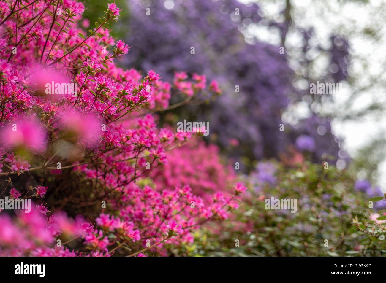 Garden with blooming trees during spring time Stock Photo Alamy