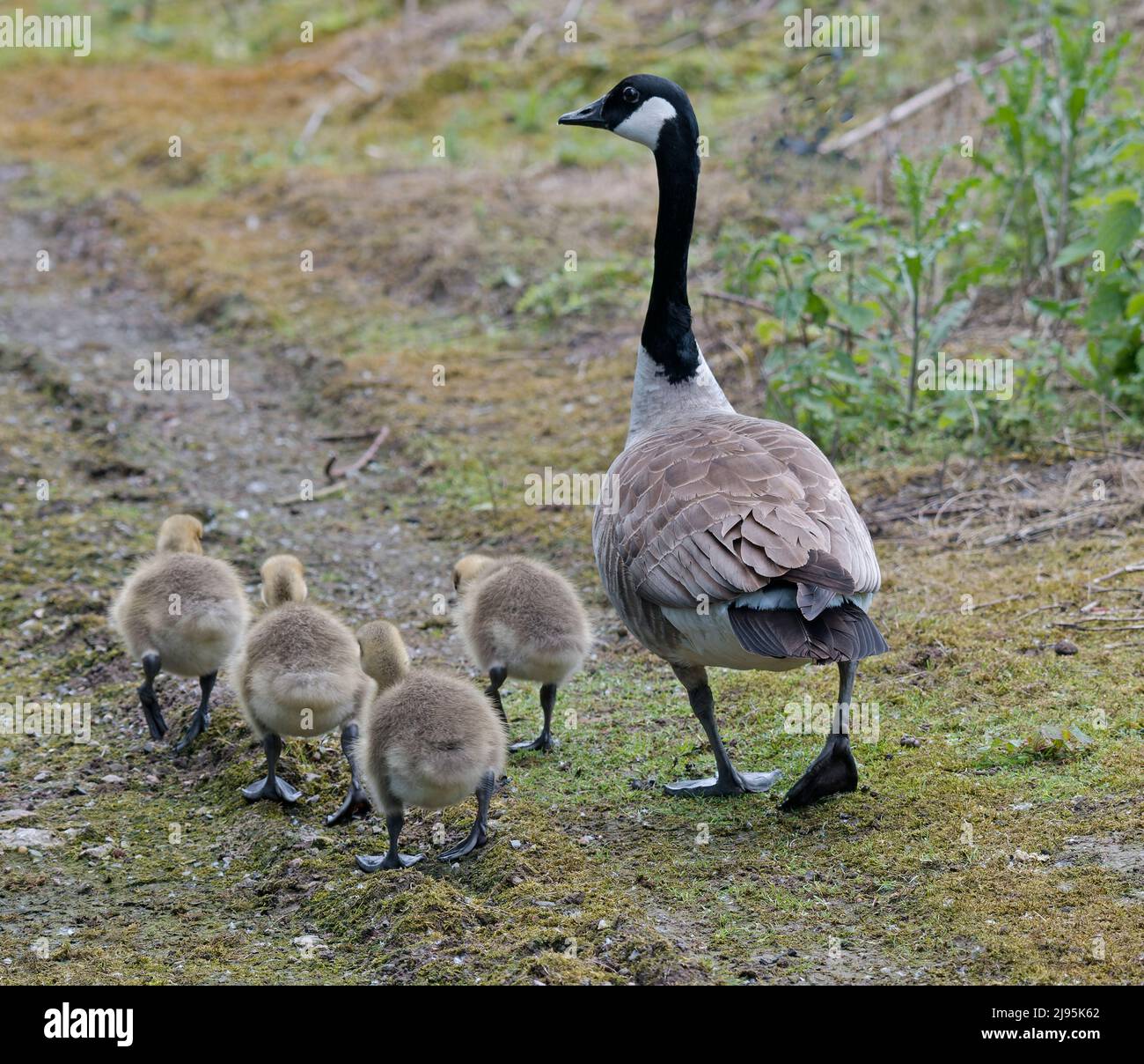 Wild geese feet hi-res stock photography and images - Alamy