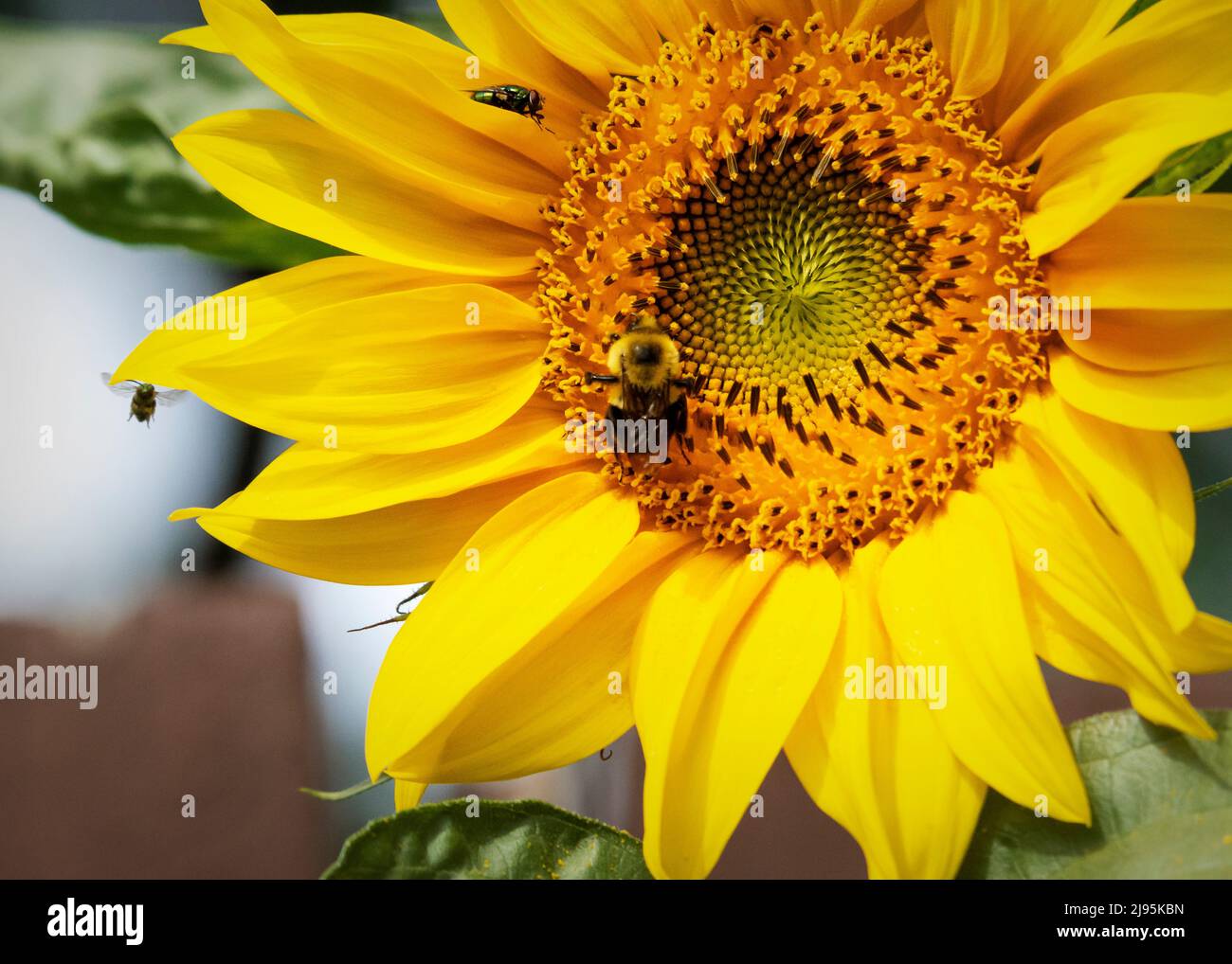 A bumble bee polinates a sunflower in a patio garden. Stock Photo
